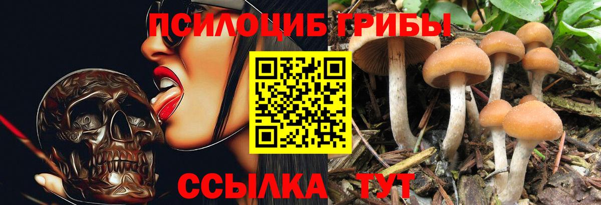 Галлюциногенные грибы Psilocybe Топки